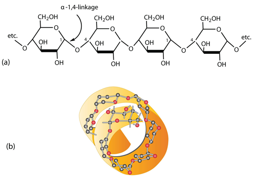 The Power of Polysaccharides